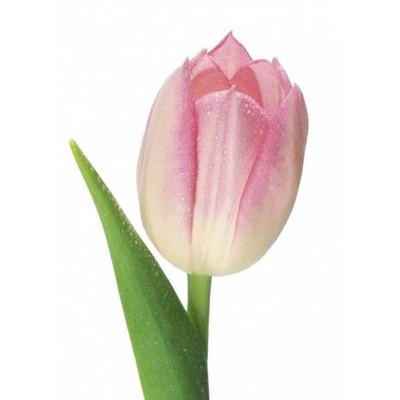 Tulipa Triumf Grp 'Rosario'
