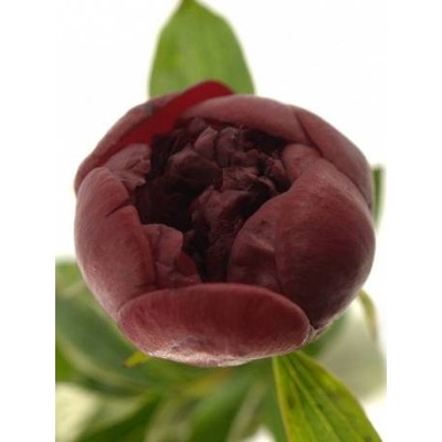 Paeonia 'Red Charm'